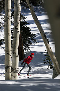 Nordic Skier